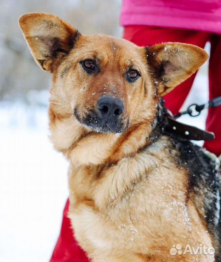 Забава ищет семью