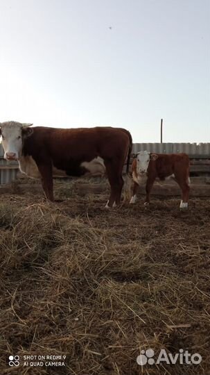 Корова с теленком