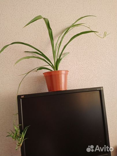 Хлорофитум