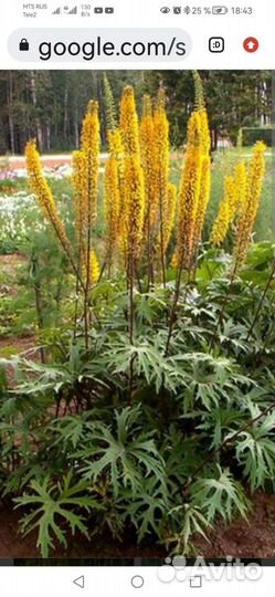 Растения для тенистого сада