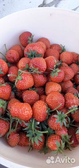 Саженцы Земляники садовой