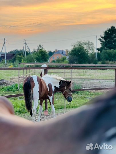 Продам кобылу и жеребчика 7 месяцев