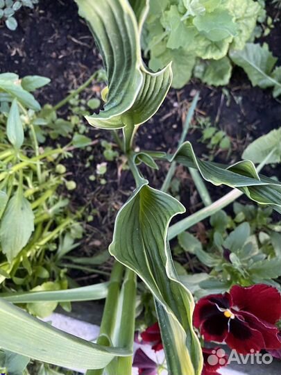 Многолетники