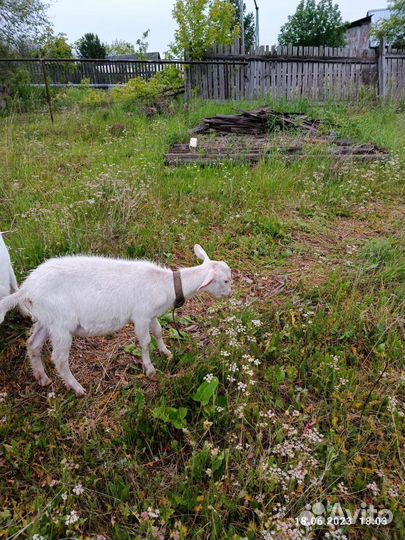 Зааненская коза