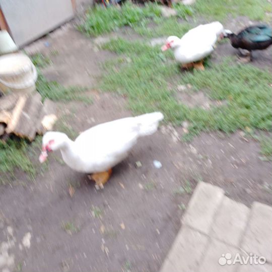 Утки, селезни