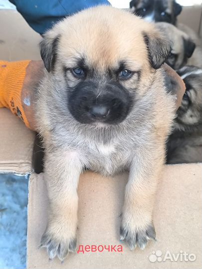 В хорошие руки классные щенки