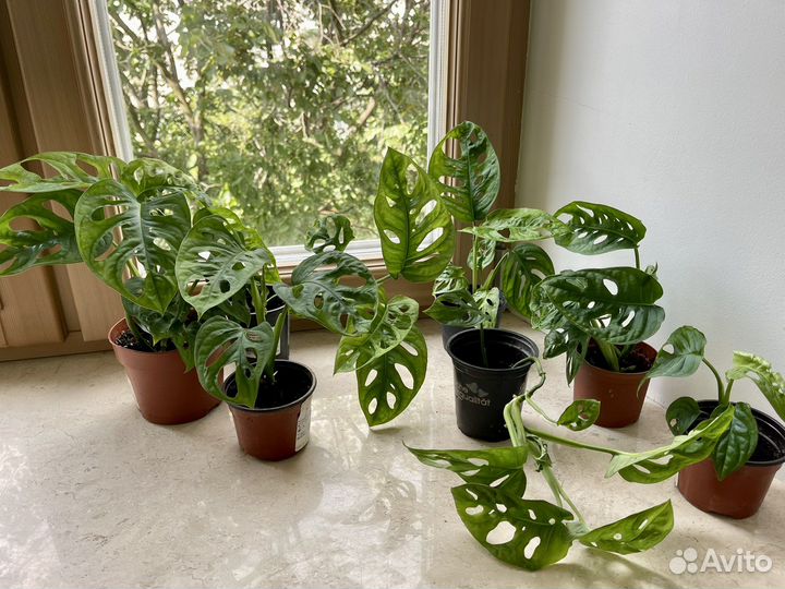 Монстера Манки