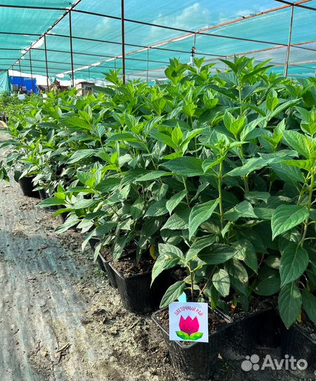 Гортензия Скайфолл