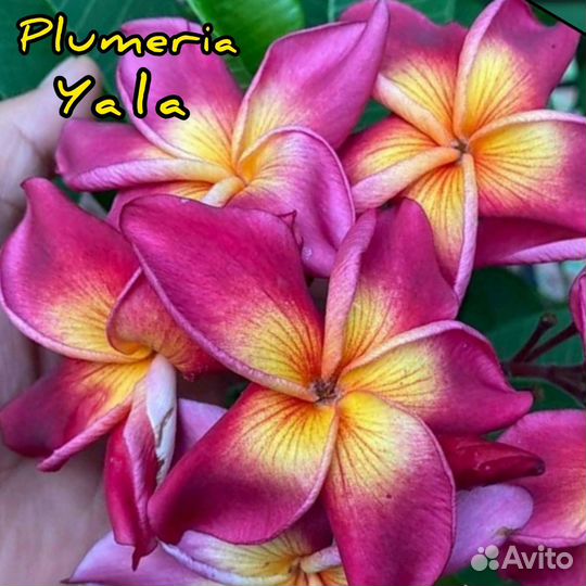 Плюмерия семена