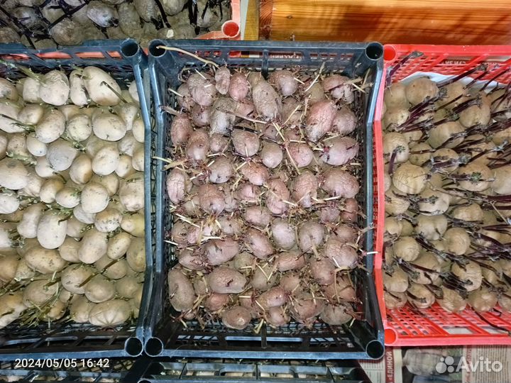 Продам картофель на посадку