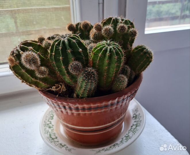 Большой Кактус ищет друзей