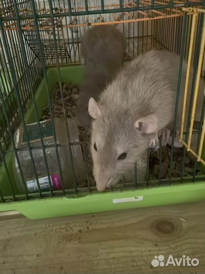 Крысы дамбо и белки дегу