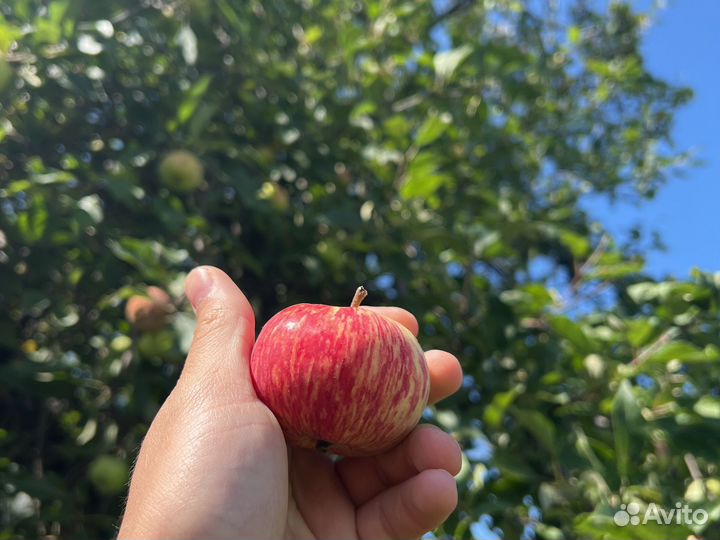 Яблоки, вкусные спелые, садовые