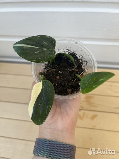 Эпипремнумы, сциндапсус, филодендрон