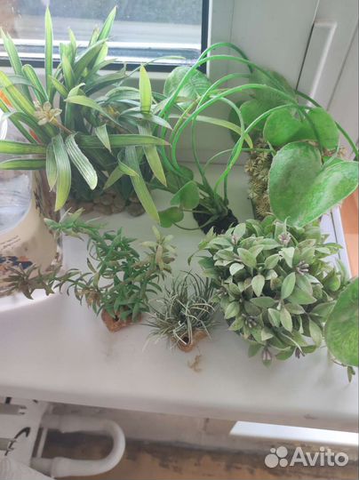 Растение и рыб