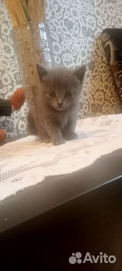 Британская кошка