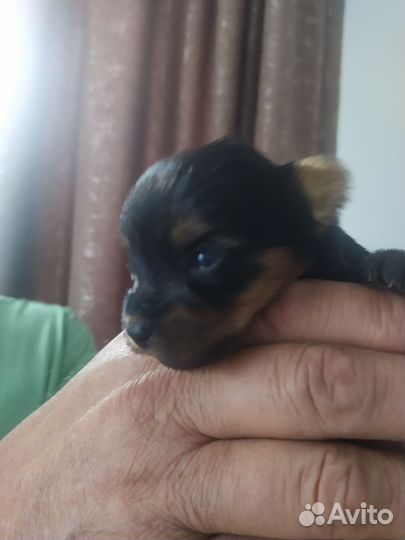 Йоркширский терьер мини