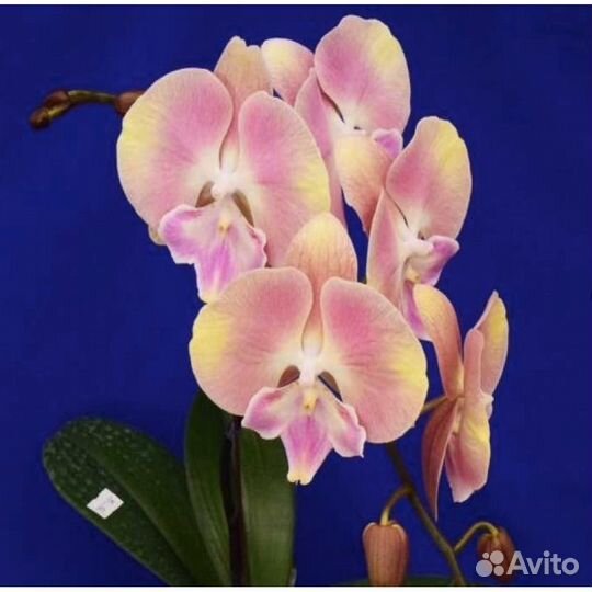 Орхидея биглип Пинк коралл