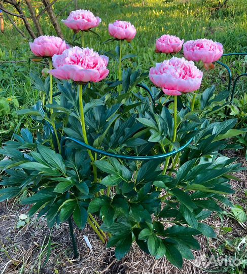 Кустодержатель (опора) для растений, металлический