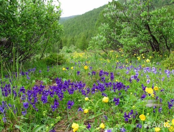 Мёд 24 года из Алтая оптом