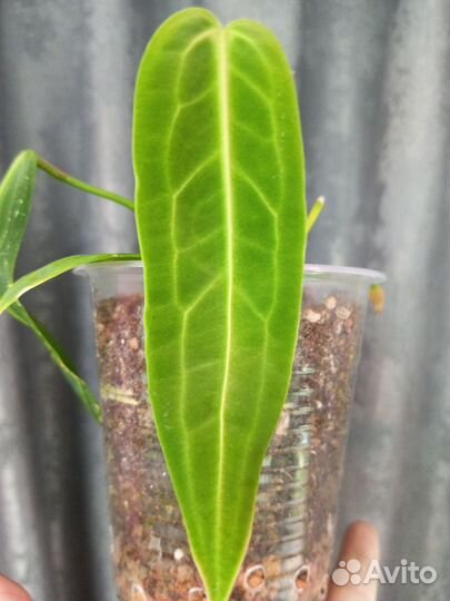 Антуриум Варока