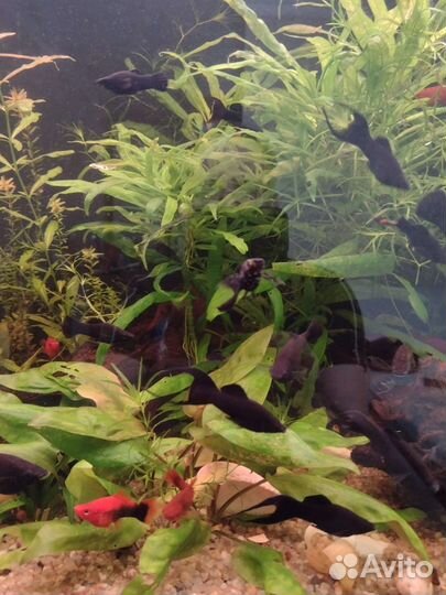 Рыбка молинезия