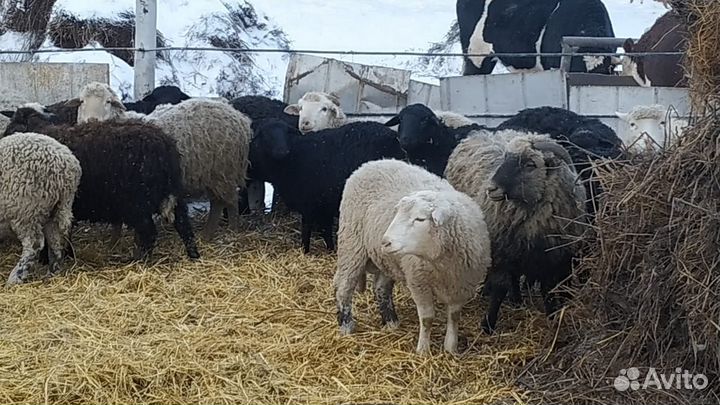 Овцы Бараны