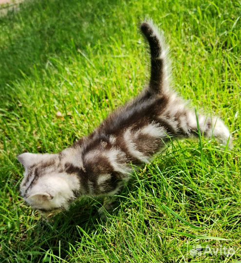 Шотландский котенок