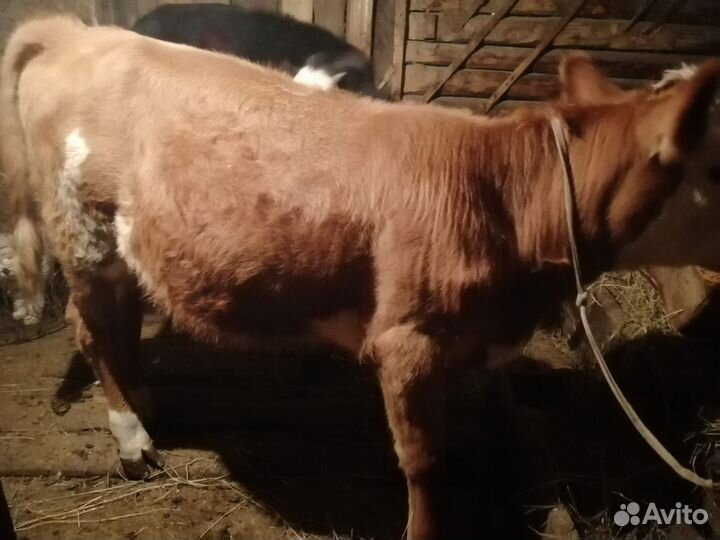 Бык и телочки