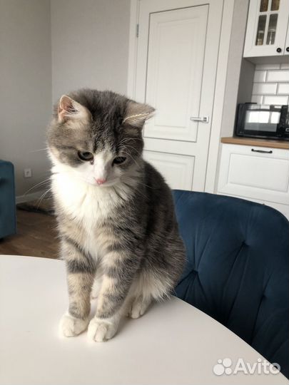 Кошка