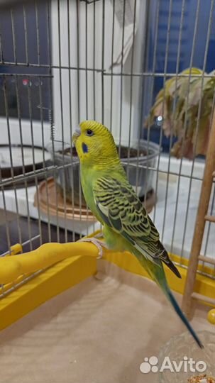 Птенец волнистый попугай