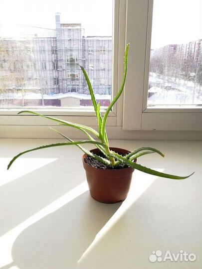 Алоэ лечебный укорененный