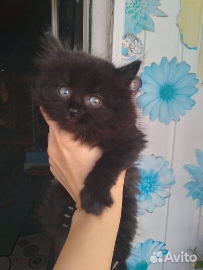 Котята 1.5 мес