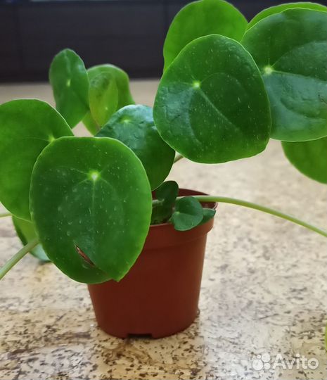 Пилея пеперомиевидная