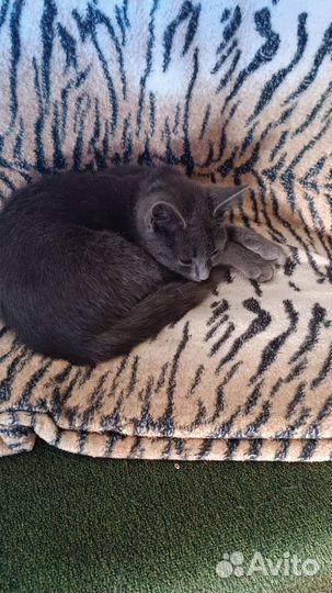 Котята в добрые руки бесплатно мальчик