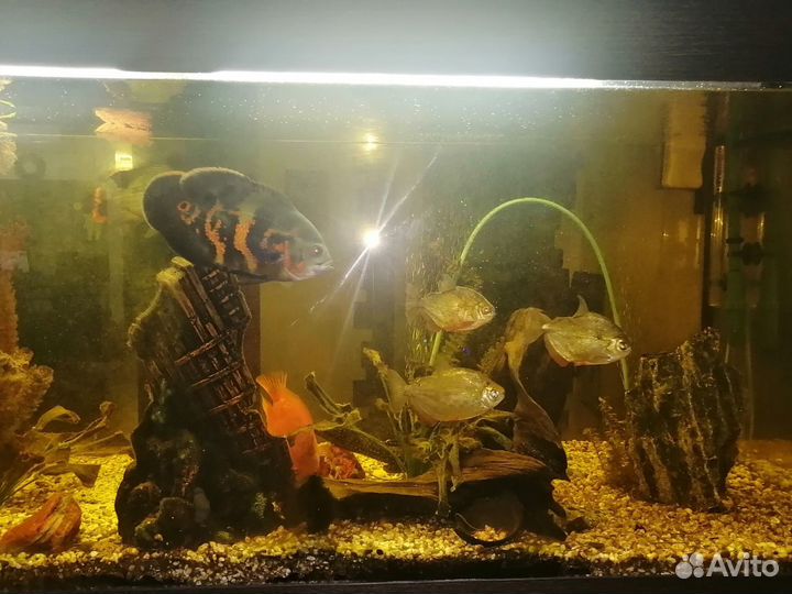 Аквариум