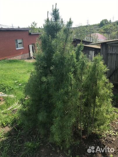 Саженцы сибирского кедра