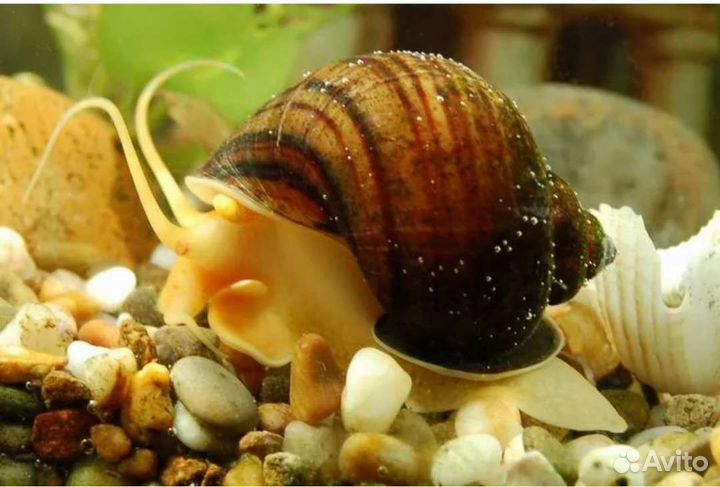 Улитки ампулярии