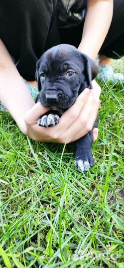 Питбуль-Курцхар