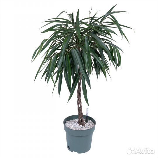 Высокие растения