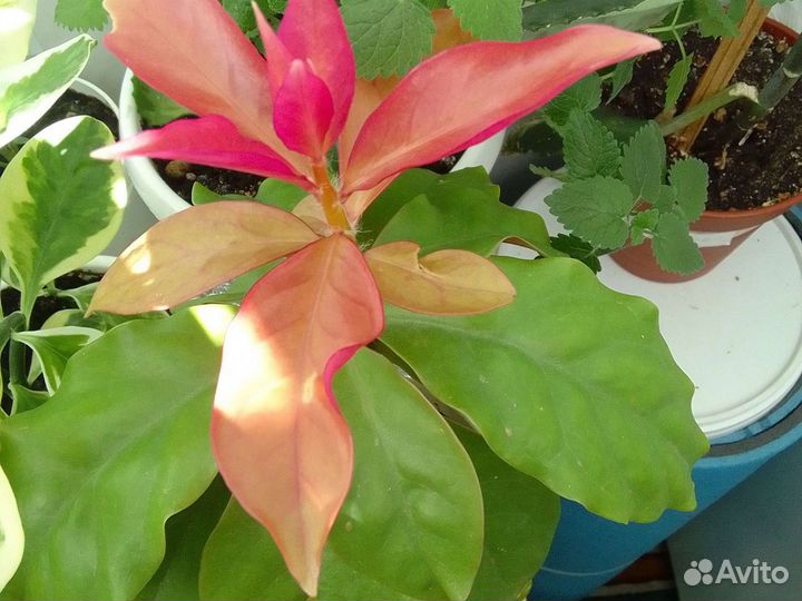 Комнатные цветы разные