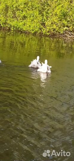 Гусаки (Гуси курчавые,ленточные)