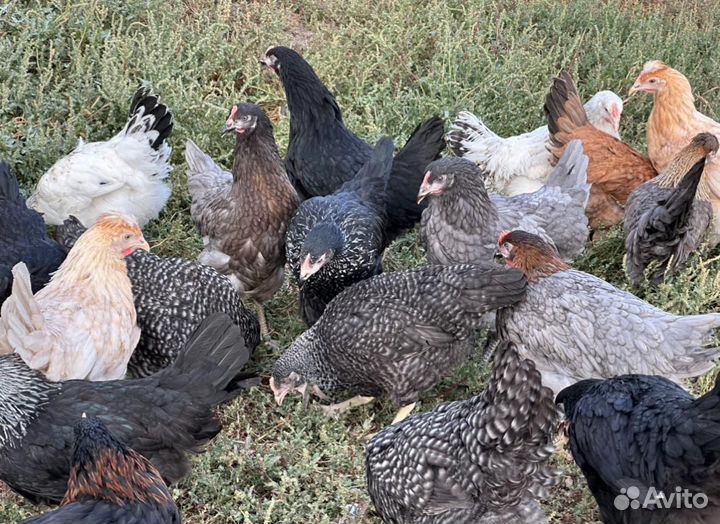 Куры молодки несушки