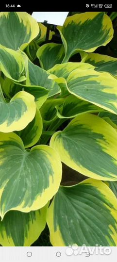 Хоста растение