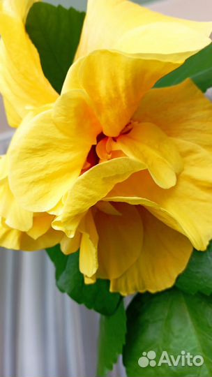 Гибискус цветы комнатные сортовые