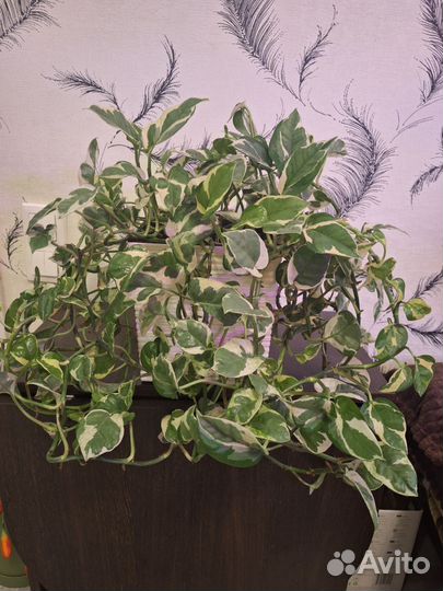 Эпипремнум N'joy