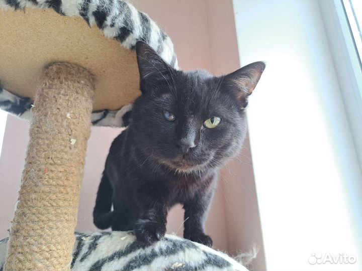 Кошка в дар