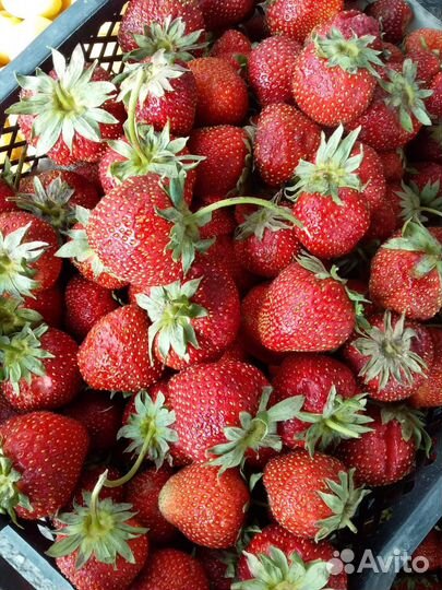 Клубника свежая оптом и в розницу