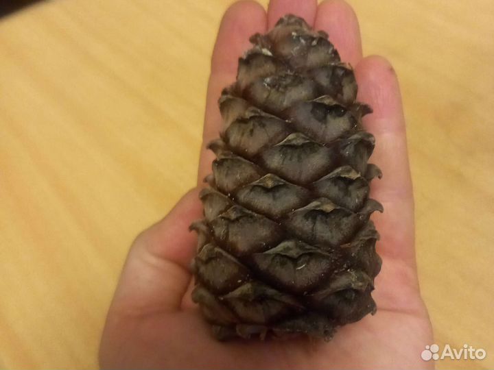 Шишка кедровая-2024года