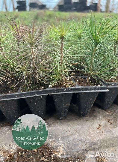 Сеянцы зкс Сосна окс Ель Лиственница Горная